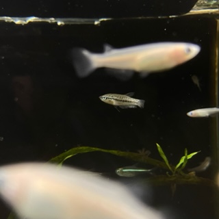 ピグミーグラミー